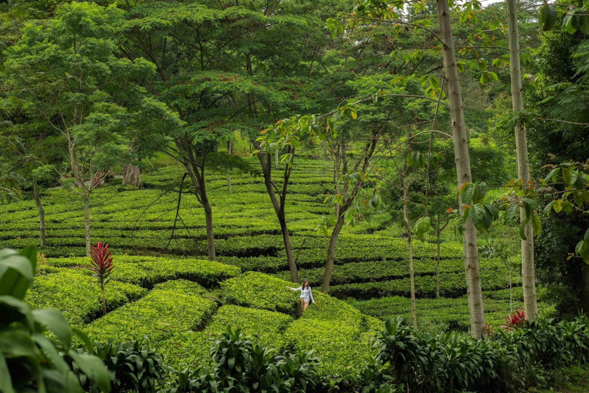 Novus Giri Resort & Spa Puncak Kültér fotó