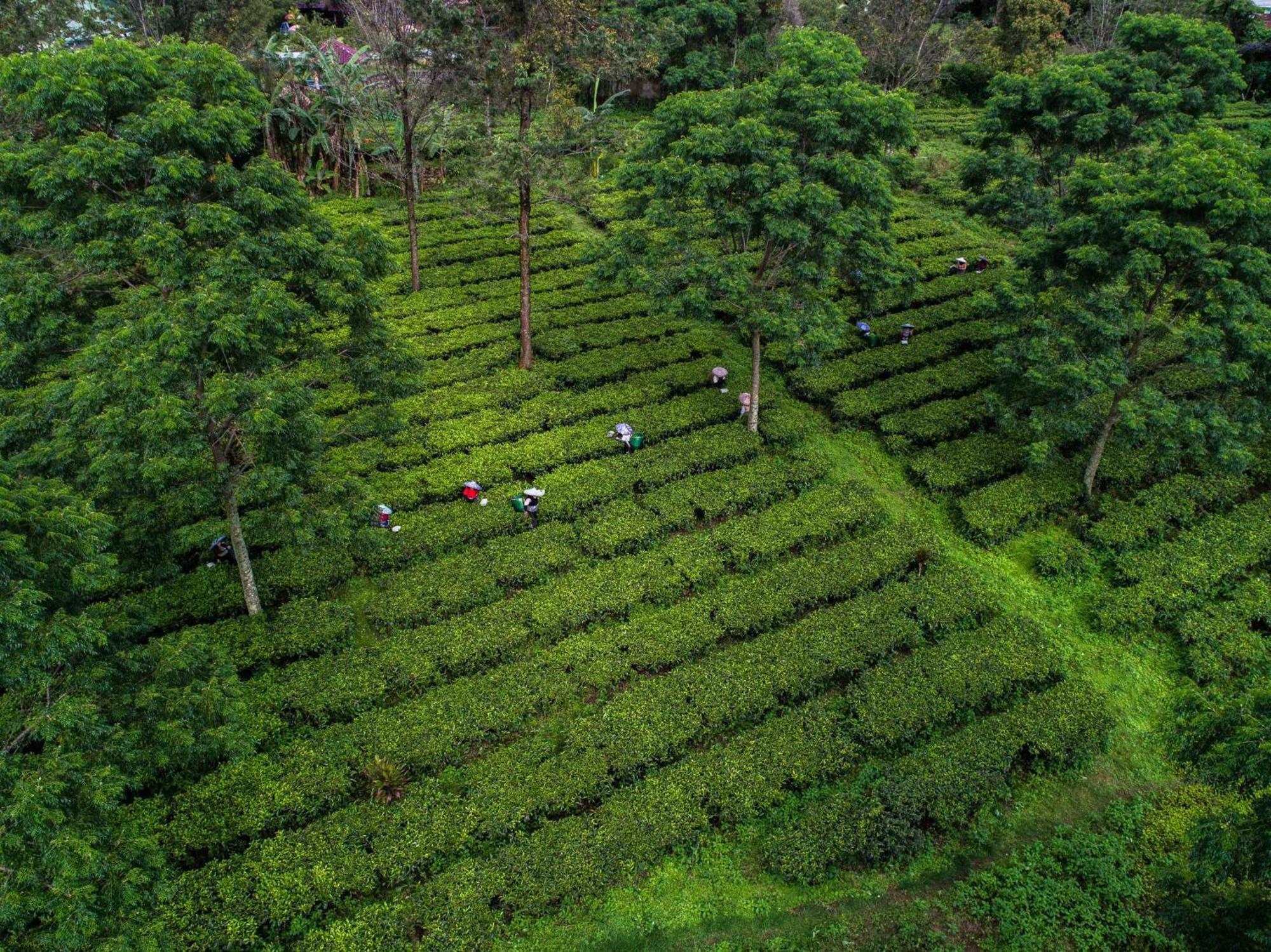 Novus Giri Resort & Spa Puncak Kültér fotó